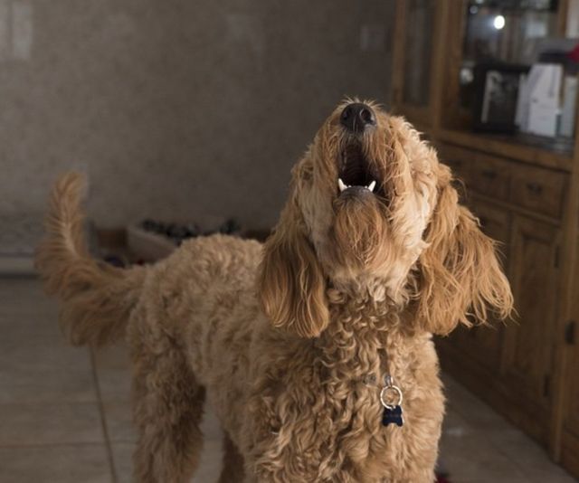 What to do when a dog best sale is barking at you